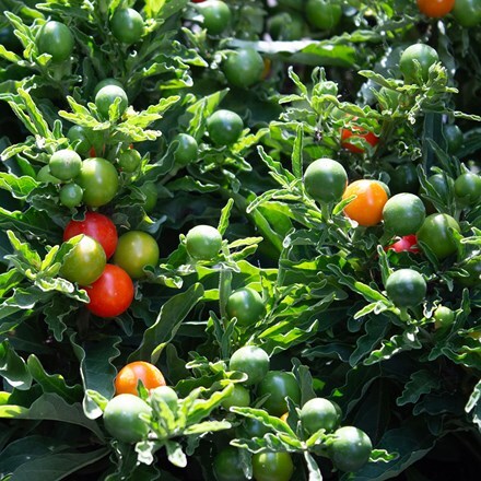 Solanum pseudocapsicum