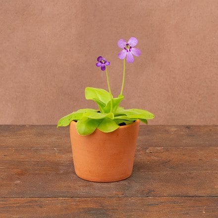 Pinguicula Tina