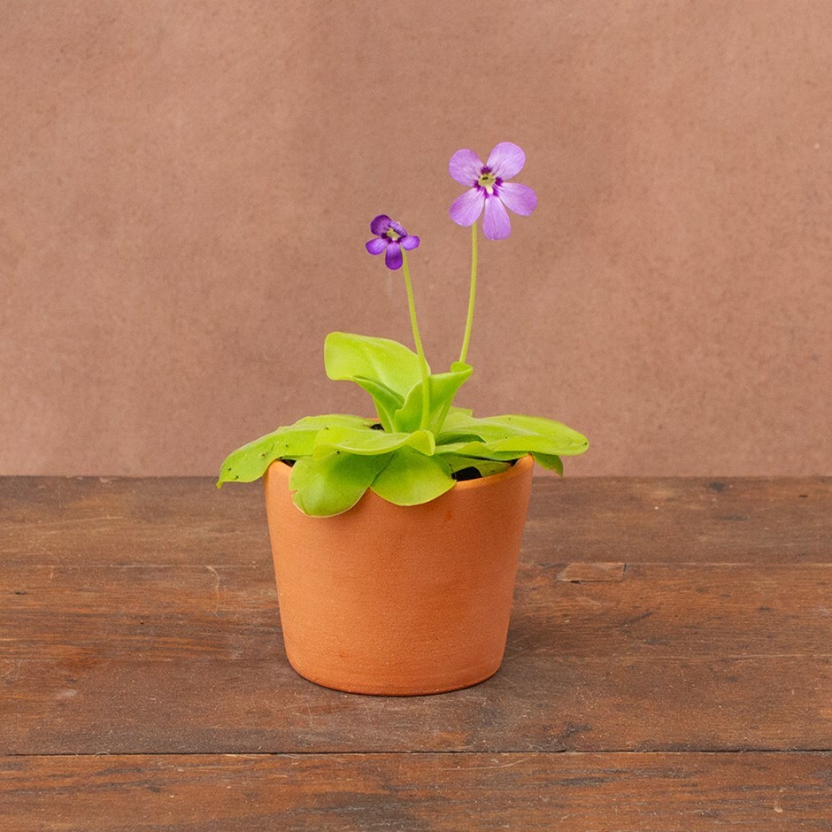 butterwort