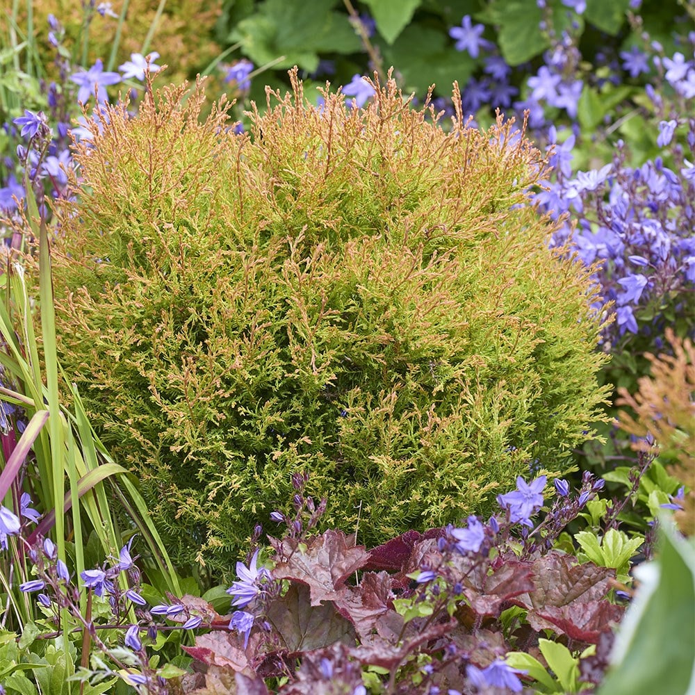 Product options image