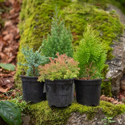 All year round colour conifer collection