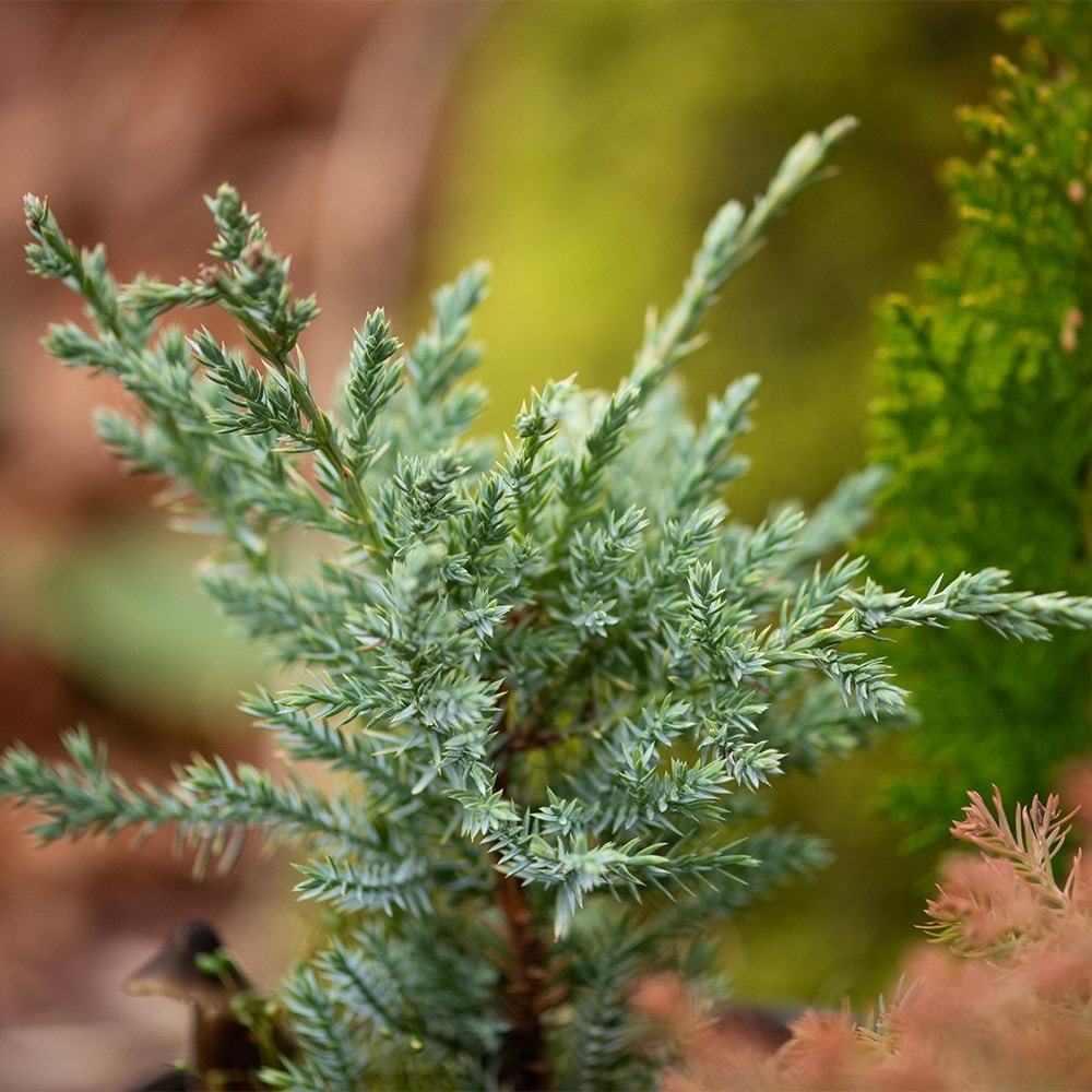 All year round colour conifer collection
