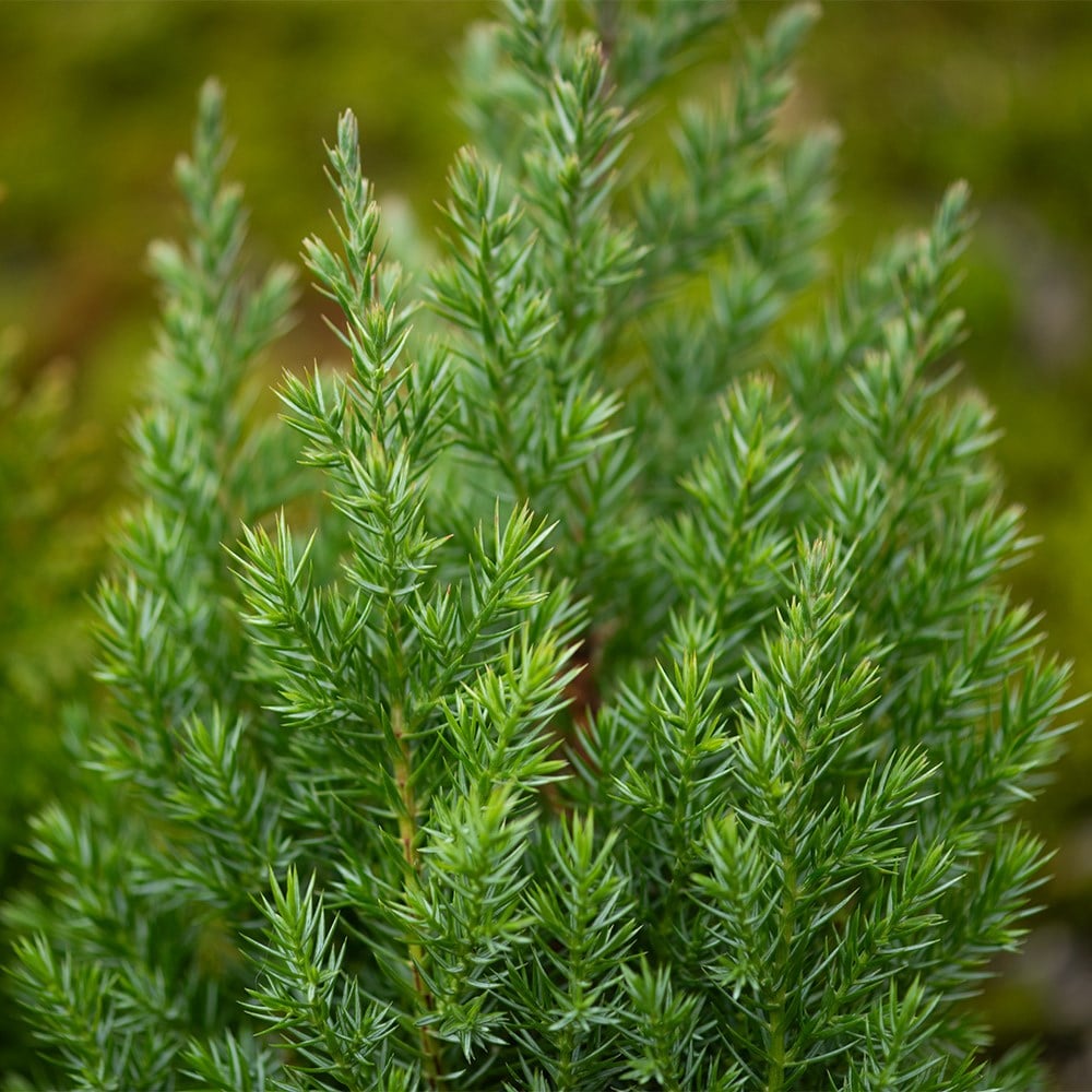 All year round colour conifer collection