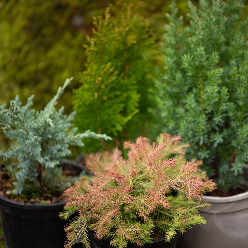 All year round colour conifer collection
