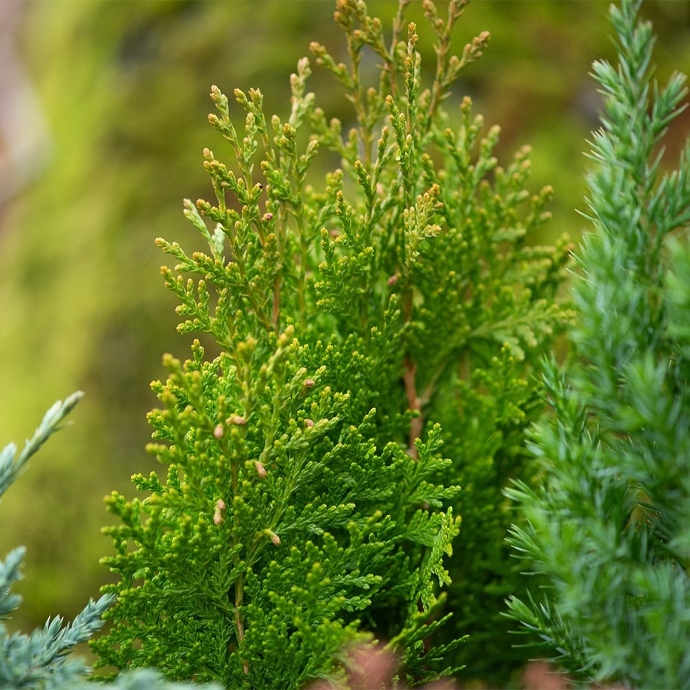 All year round colour conifer collection