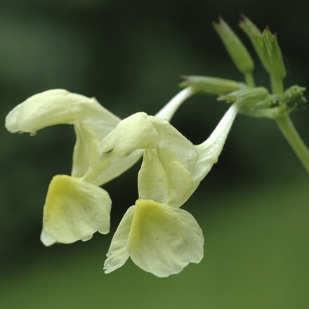 Nepeta govaniana