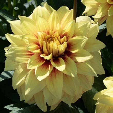 Dahlia Dazzling Sun