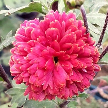 Chrysanthemum Dr Tom Parr