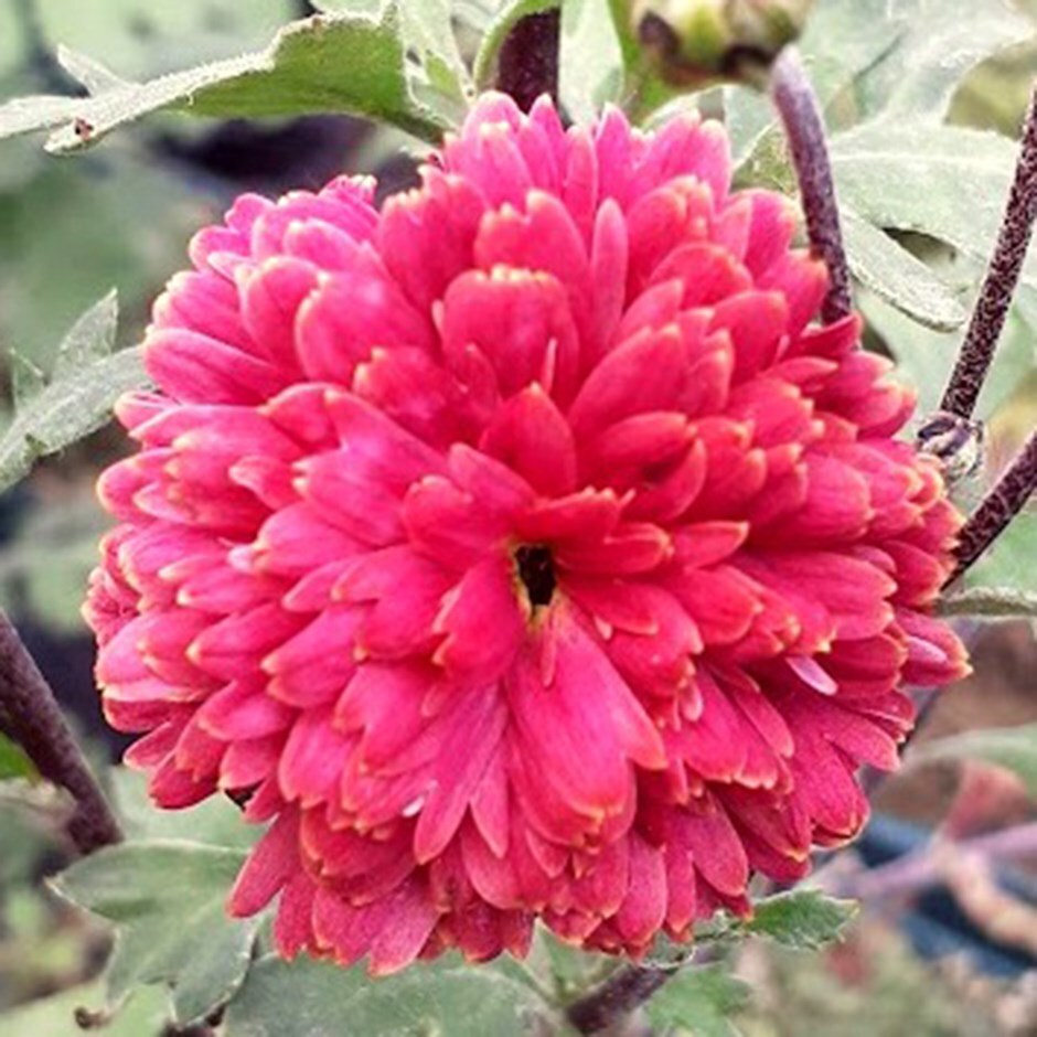 florists chrysanthemum