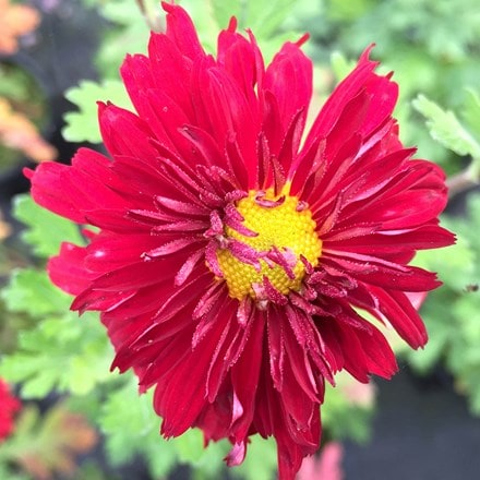 Chrysanthemum Duchess of Edinburgh