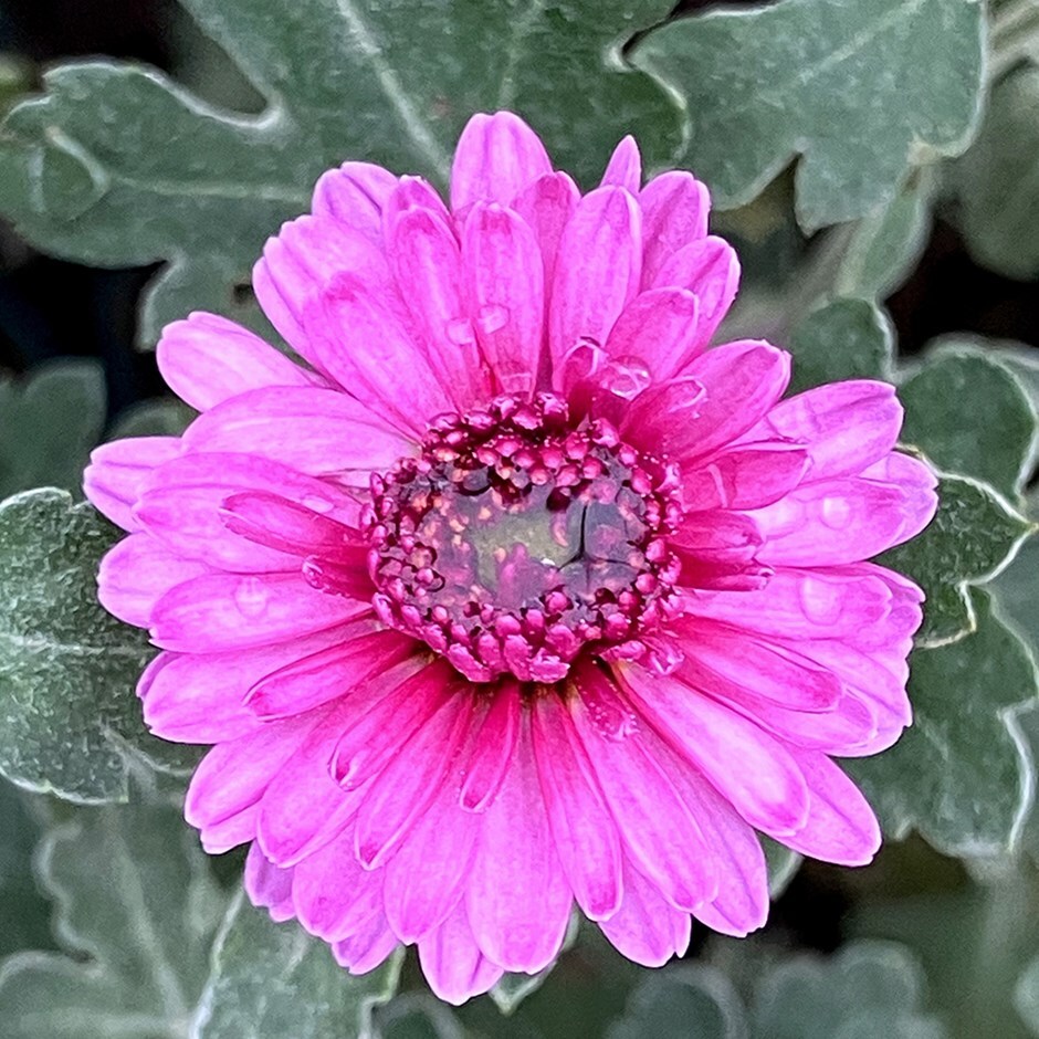florists chrysanthemum