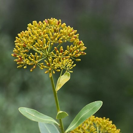 Bupleurum fruticosum