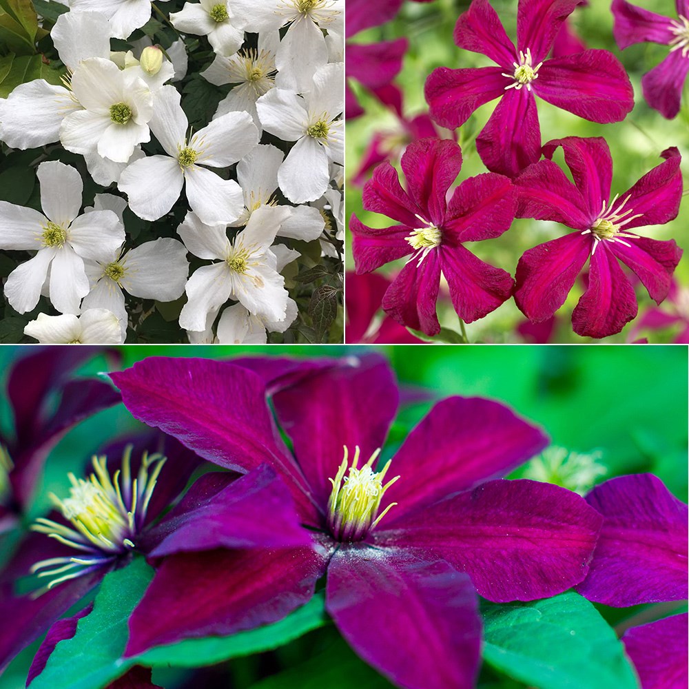 Award-winning spring, summer & autumn clematis collection