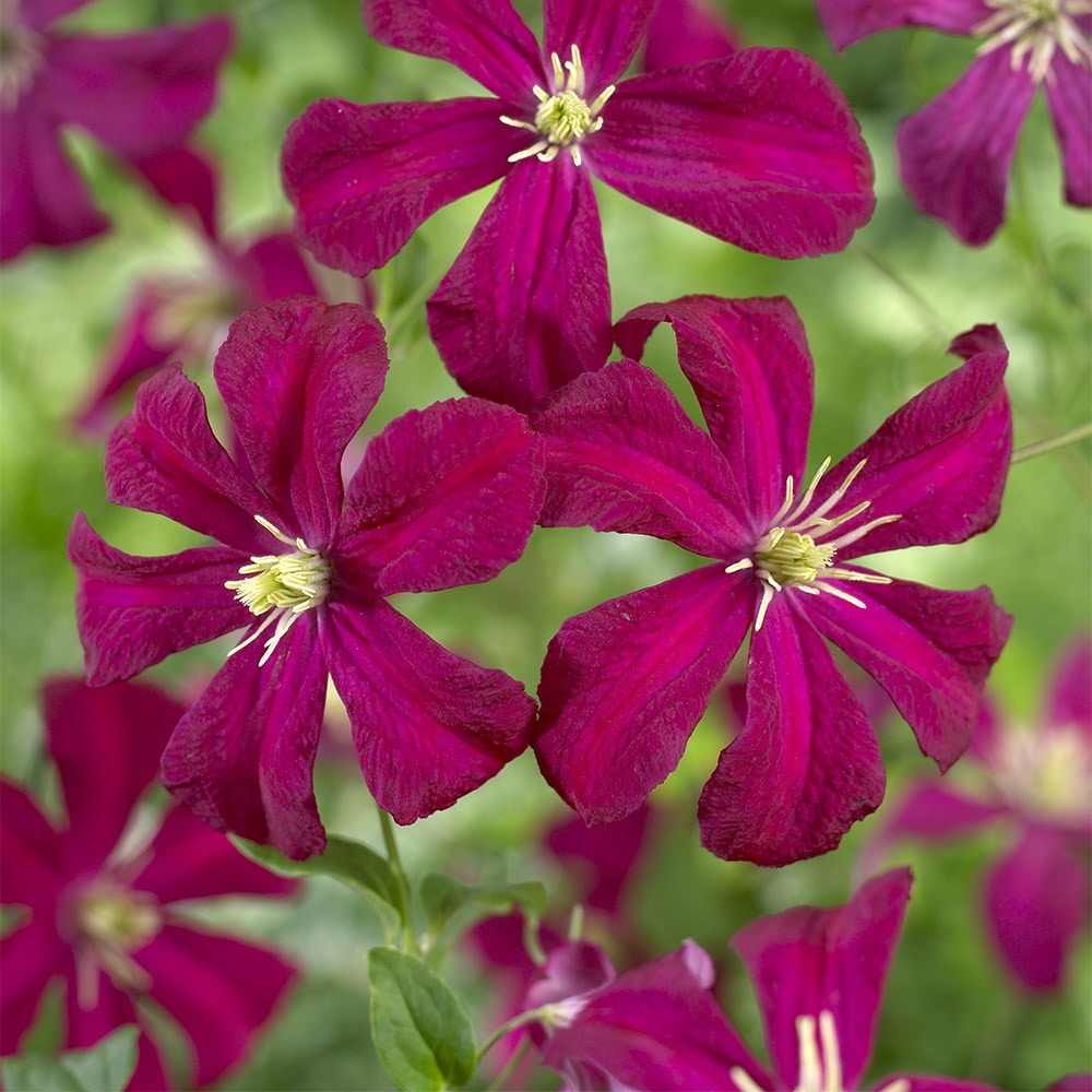 Award-winning spring, summer & autumn clematis collection