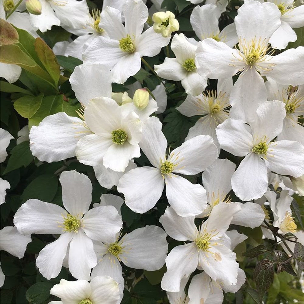 Award-winning spring, summer & autumn clematis collection