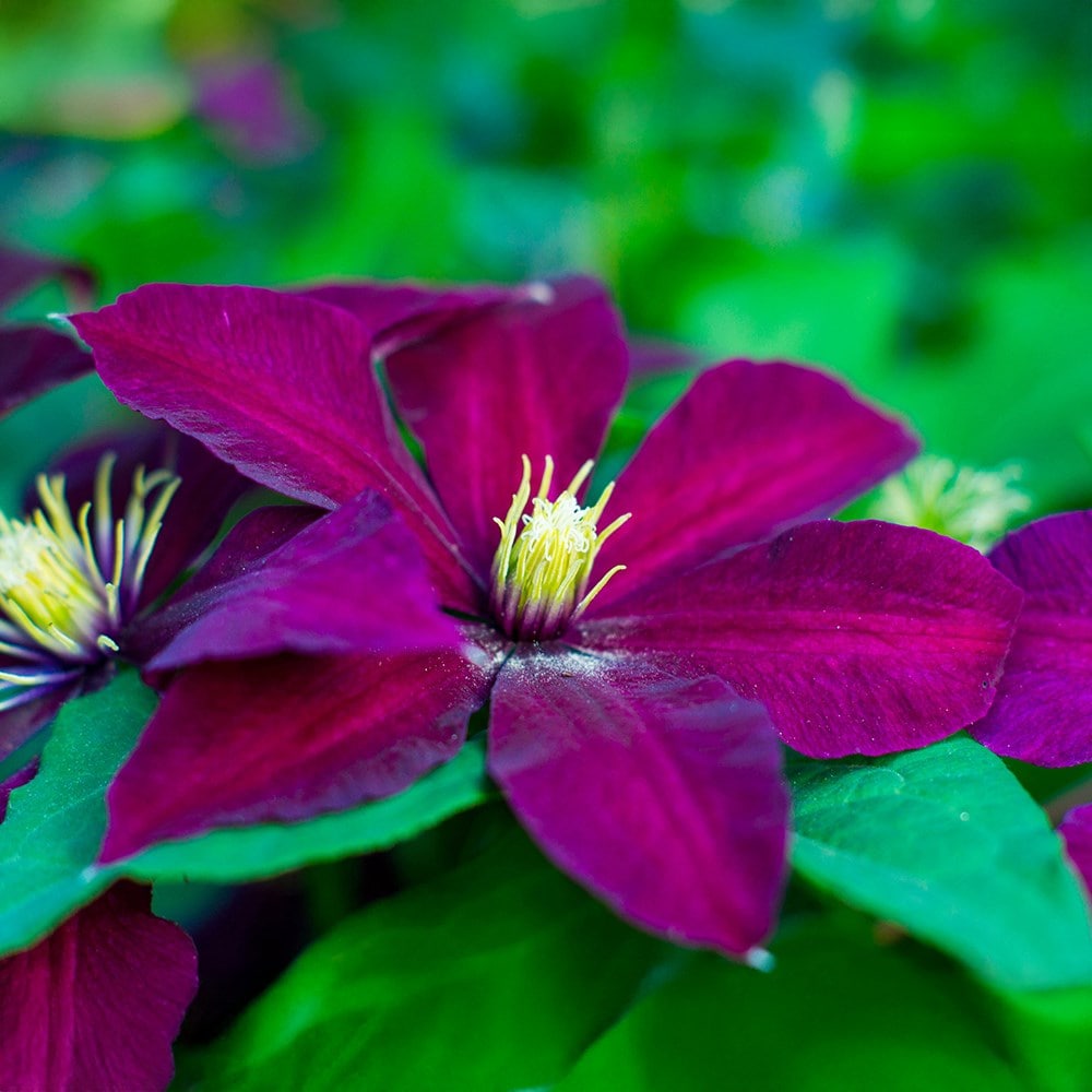 Award-winning spring, summer & autumn clematis collection