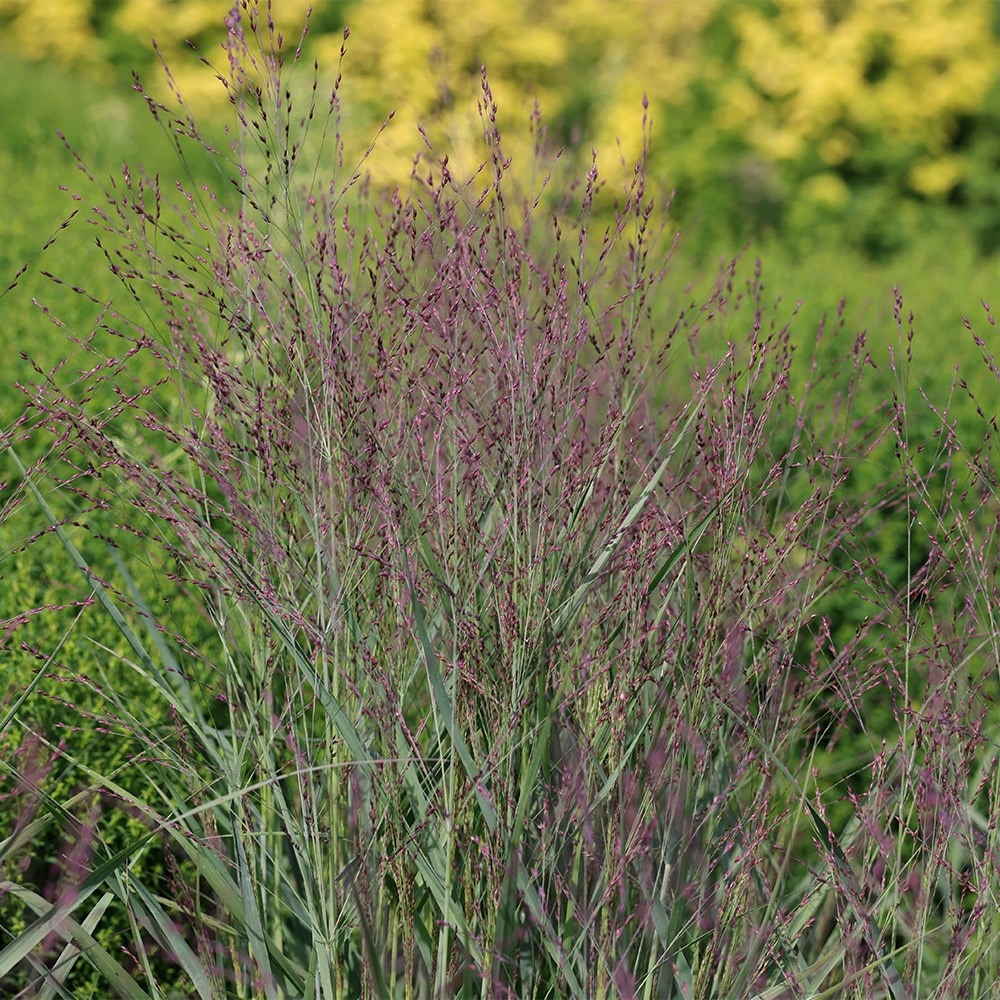 switch grass