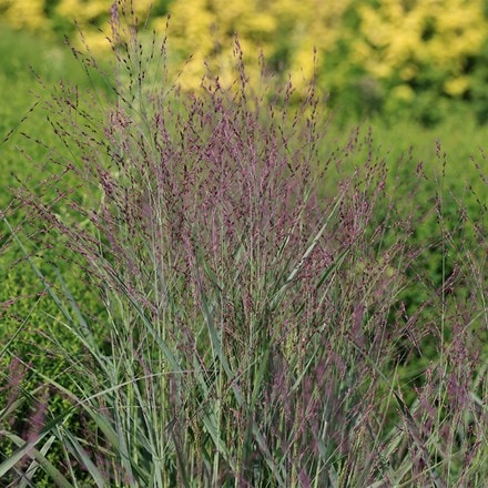 Panicum virgatum Purple Tears