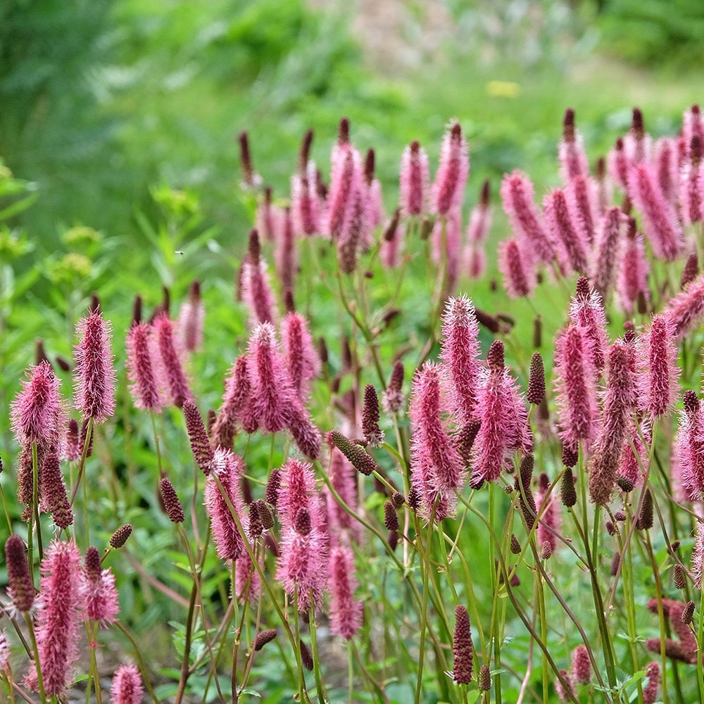 Product options image