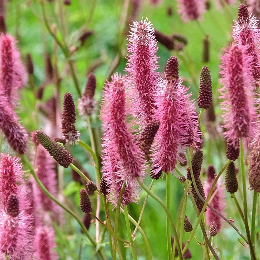 <i>Sanguisorba</i> 'Blackthorn'
