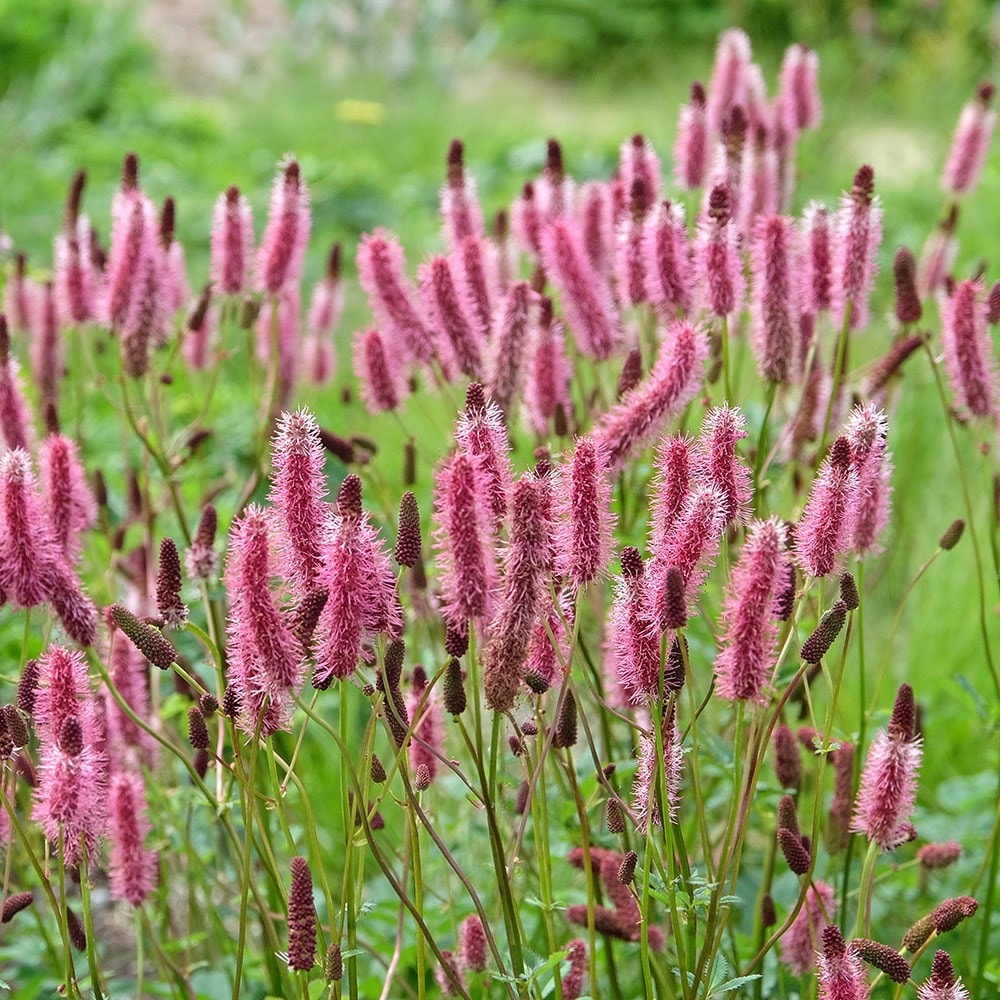 <i>Sanguisorba</i> 'Blackthorn'