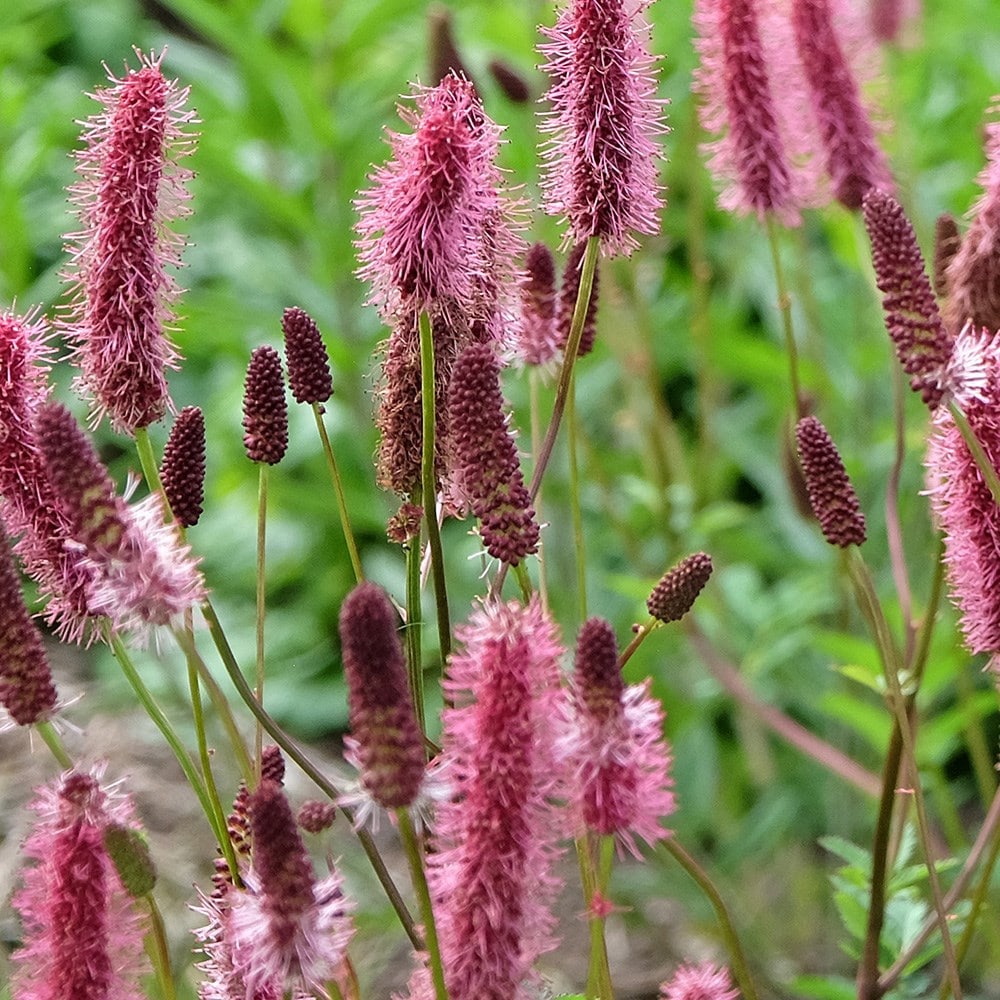 <i>Sanguisorba</i> 'Blackthorn'