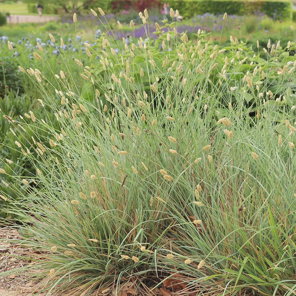 shining moor-grass