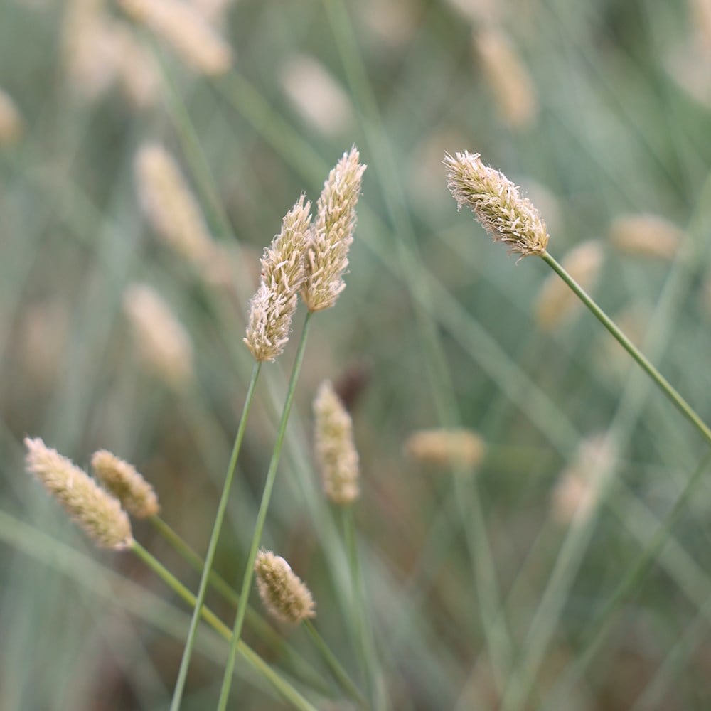 <i>Sesleria nitida</i> 