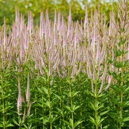Veronicastrum virginicum Challenger (PBR)