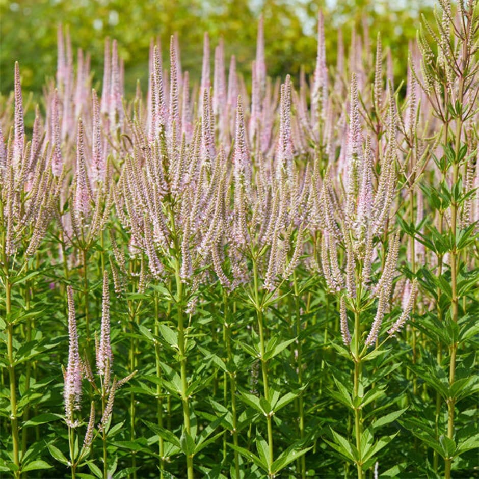 culver's root