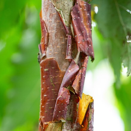 Betula utilis subsp. albosinensis 'Kansu'