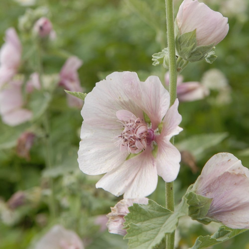 shrubby hollyhock (syn. Alcea)