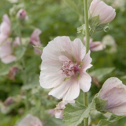 Alcalthaea suffrutescens Parkfrieden