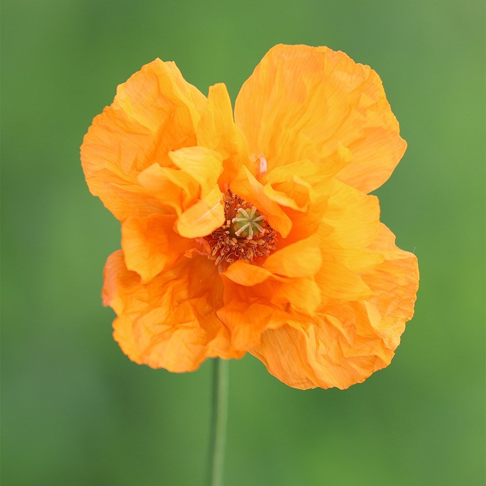 <i>Papaver rupifragum</i> 'Orange Feathers'