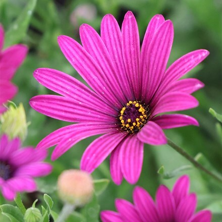 Osteospermum jucundum Tresco Purple