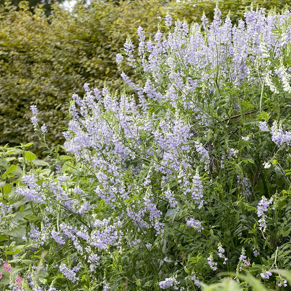 common goats rue