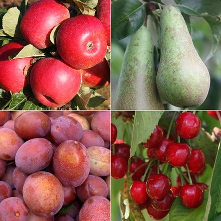 Award winning orchard fruit tree collection
