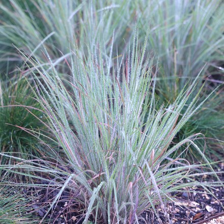 Schizachyrium scoparium Ha Ha Tonka (PBR)