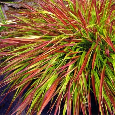 Hakonechloa macra Mulled Wine (PBR)