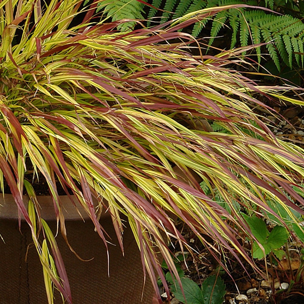 <i>Hakonechloa macra</i> 'Mulled Wine' (PBR)