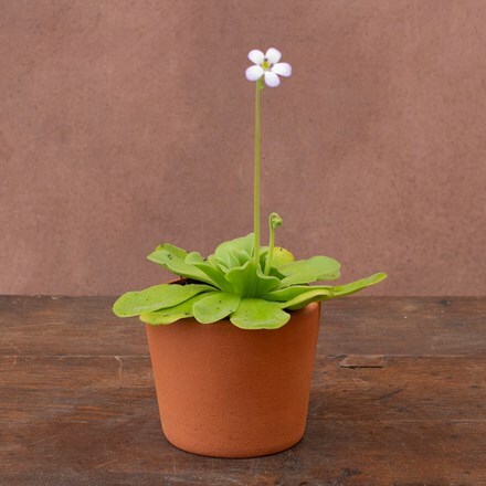 Pinguicula agnata