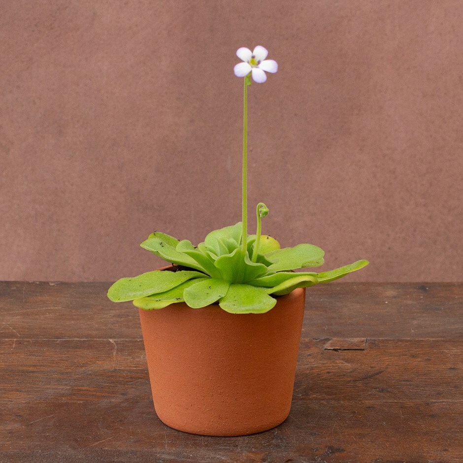 butterwort