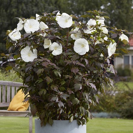 Hibiscus moscheutos Carousel Ghost ('Tahi2025' (PBR)