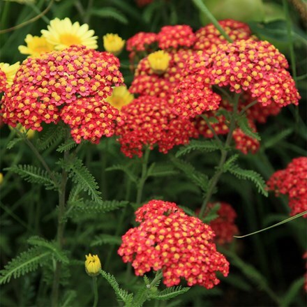 Achillea millefolium Paprika (Galaxy Series)