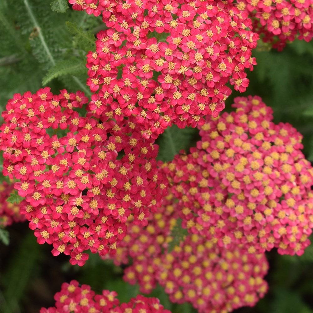 <I>Achillea millefolium</I> 'Paprika' (Galaxy Series)