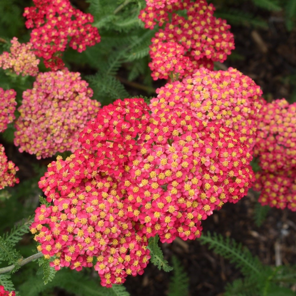 <I>Achillea millefolium</I> 'Paprika' (Galaxy Series)
