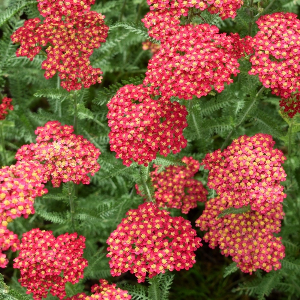 <I>Achillea millefolium</I> 'Paprika' (Galaxy Series)