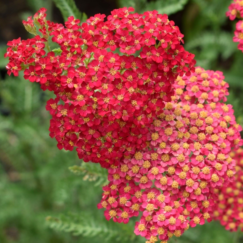 <I>Achillea millefolium</I> 'Paprika' (Galaxy Series)
