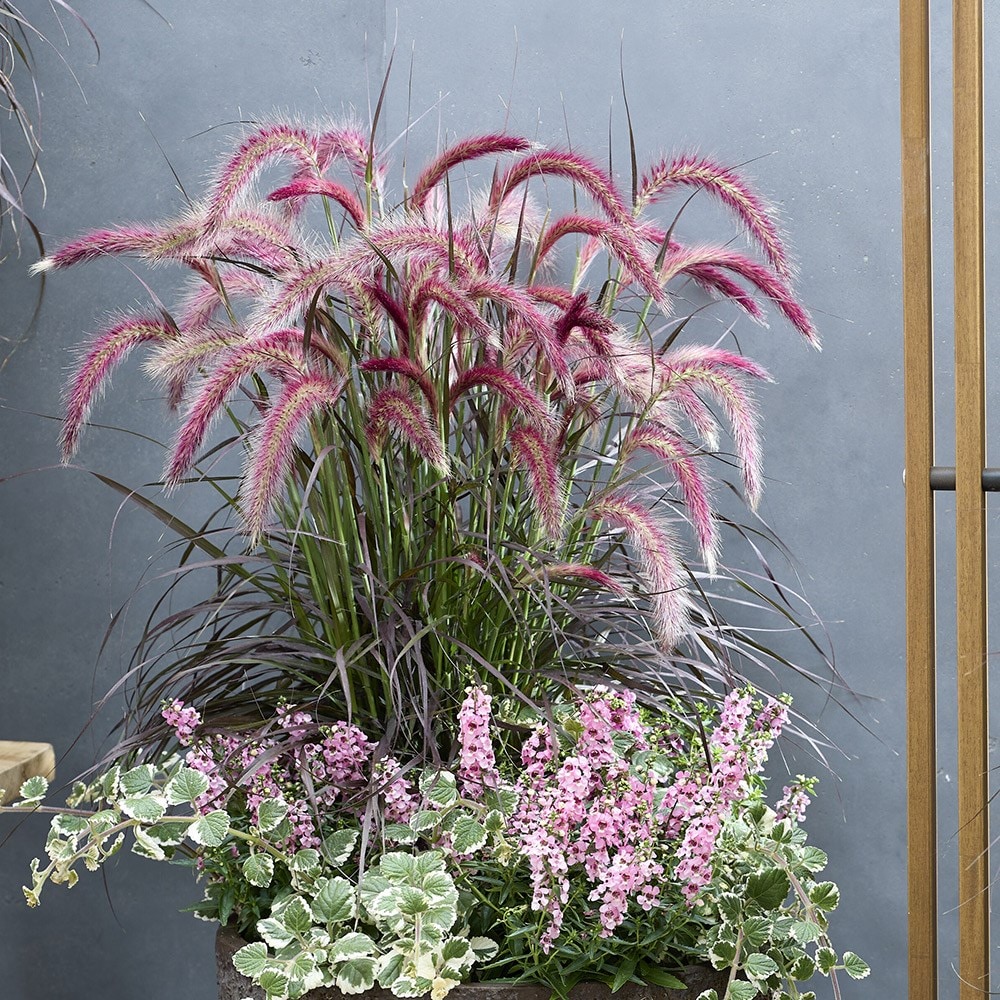 Pennisetum Tiny Tails (PBR)