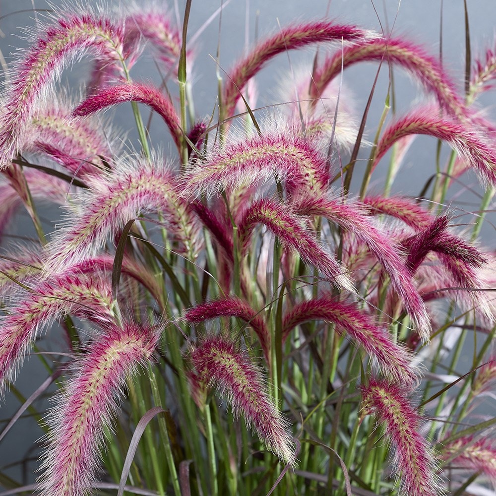Pennisetum Tiny Tails (PBR)